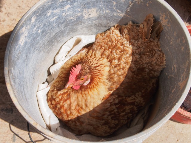 Do it yourself Chicken in a bucket