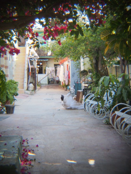 Holga Alley