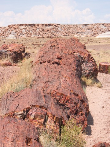 Petrified Wood