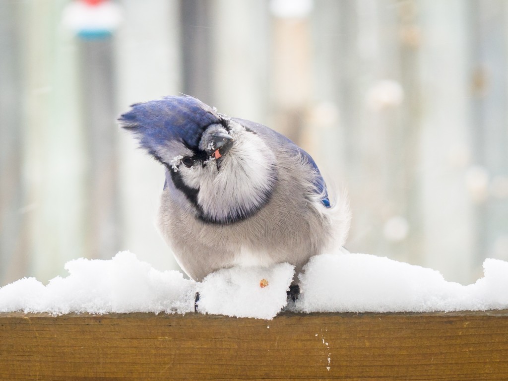 This blue jay is checking out some peanuts I left out on the deck.