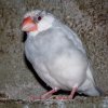Birds of the Lost Kingdom