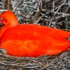 Birds of the Lost Kingdom