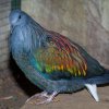 Birds of the Lost Kingdom