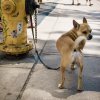 Kensington Market, Toronto.  06-24-2017