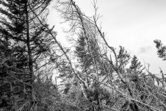 20191027-164035-ILCE-7RM2-15 20191027-164035-ILCE-7RM2-15