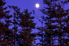 20191109-171526-ILCE-7RM2-9 20191109-171526-ILCE-7RM2-9