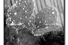 Black & White Nature