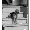kensington-dog