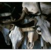 cattle-skulls