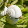 2012-10-46-dmc-g3-leica-dg-macro-elmarit-45-f2-8