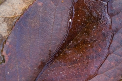 Frozen Leafs