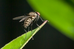 Macro Photography June 2012