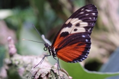 Niagara Butterfly Conservatory 2006