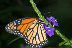 Niagara Butterfly Conservatory 2012