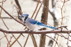 Squirrel, Dove and Blue Jay