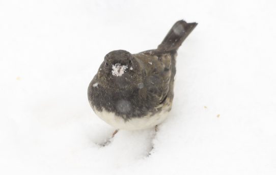 The Birds Are Snowed in Too