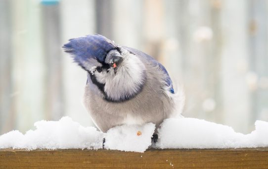 The Winter Storm Is Gone And Now Come The Birds.