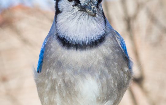 Jared the Jay, getting a bit tamer day by day