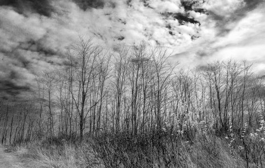 Waiting For Greenery On The Shores of Lake Ontario