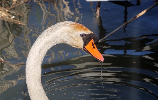 Wildlife at Lynde Shores Nature Area, Whitby, Ontario