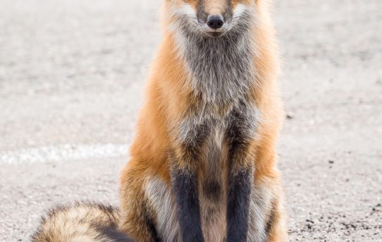 Oct 5, 2019 - The Friendly Fox