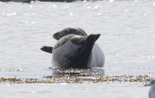 Oct 10, 2019 - Seals