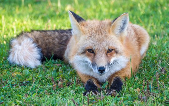 Nov 3, 2019 - Another Friendly PEI Fox.