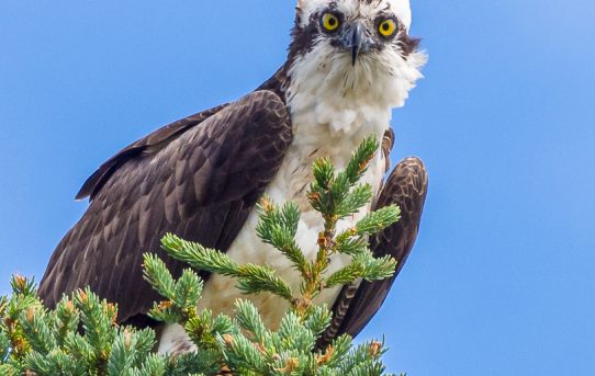 Osprey Family