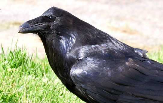 Making Friends with Ravens and Crows