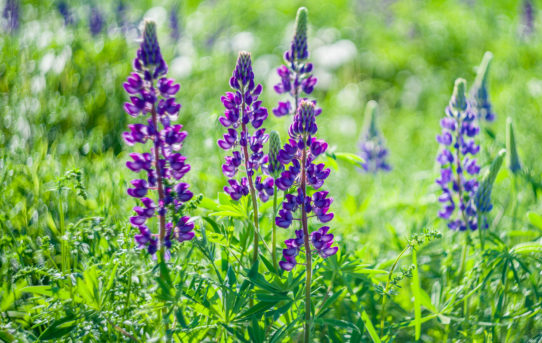 June 9, 2021 - Photographing PEI Lupines with Old Russian Lenses