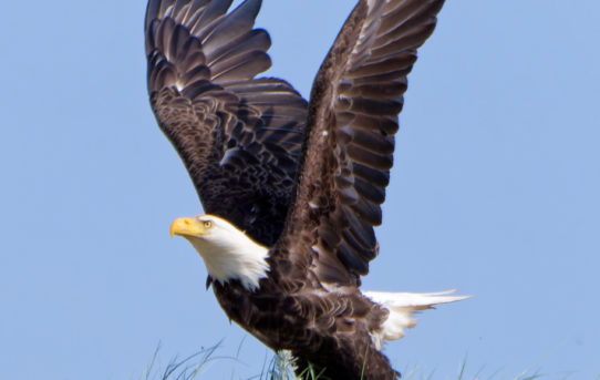 June 7, 2021 - Finally!  A Really Good Bald Eagle Photo