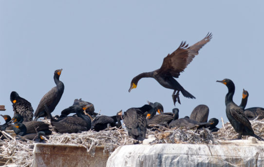 June 7, 2021 - Checking out "Cormorant City" in Stratford PEI