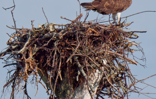 July 13, 2021 - Our Osprey Neighbours
