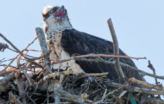 Lunch with an Osprey in North Rustico, PEI