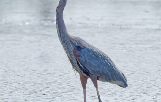Aug 22, 2021 - Perturbed Great Blue Heron