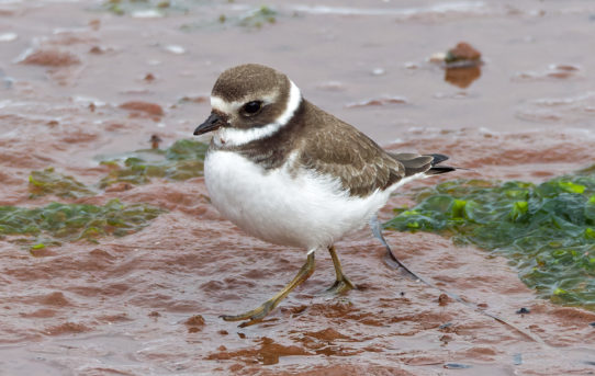 Oct 3, 2021 - Shorebirds on Tracadie Bay, PEI.